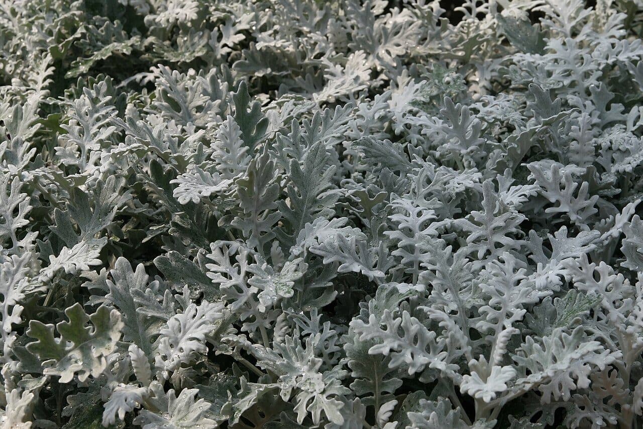 Senecio Bicolor Silverdust