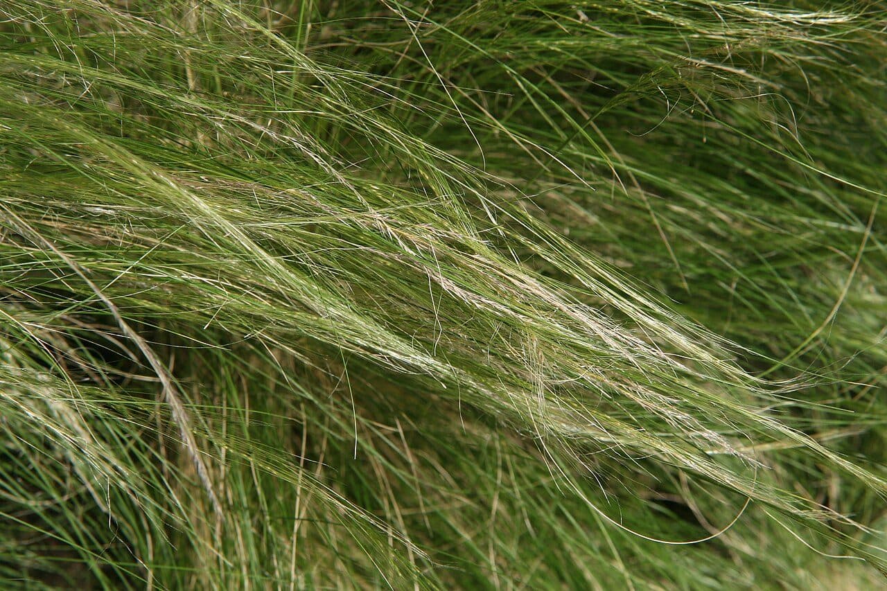Stipa tenuissima 'Pony Tails' – Cheveux d'ange