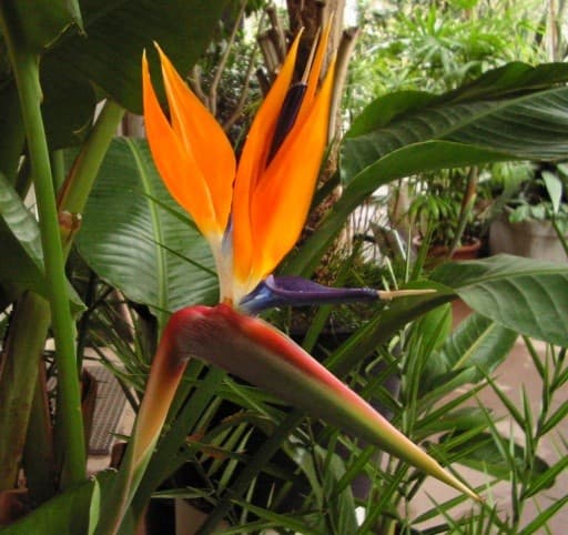 Oiseau de Paradis (Strelitzia Reginae) — touffe de grandes feuilles rigides