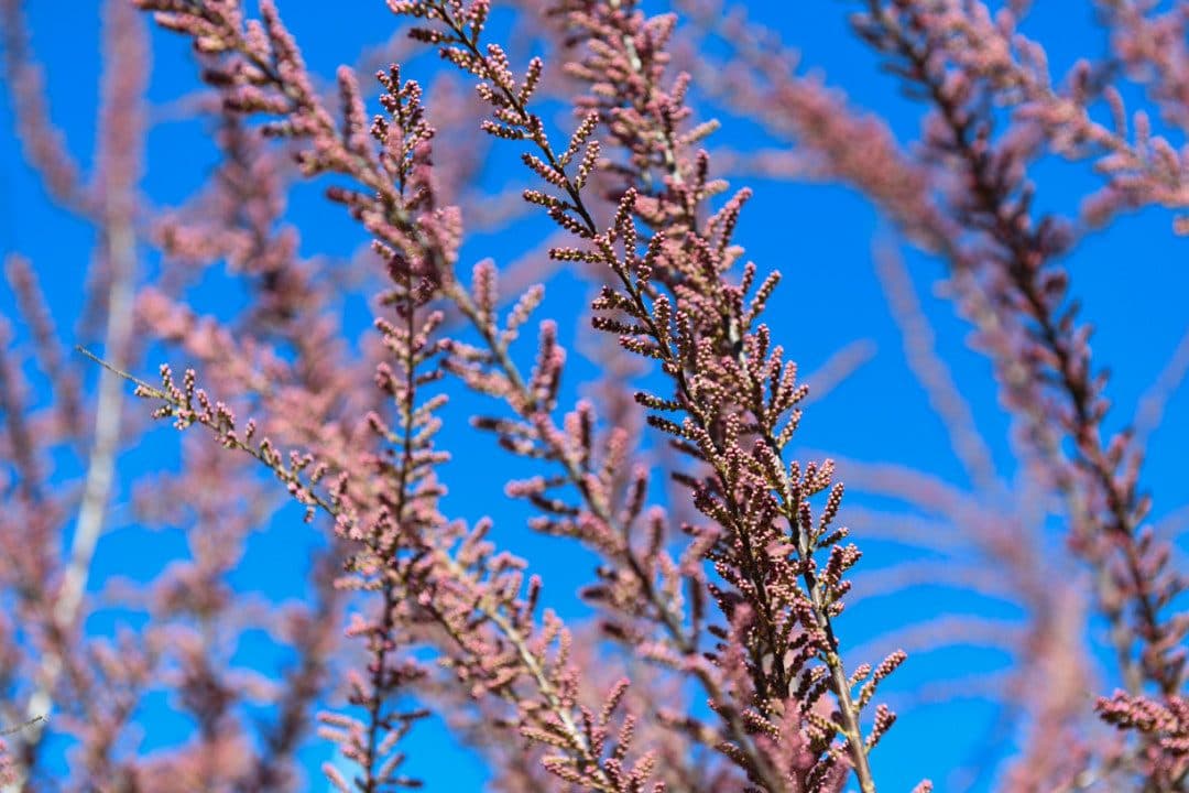 Tamaris en fleurs