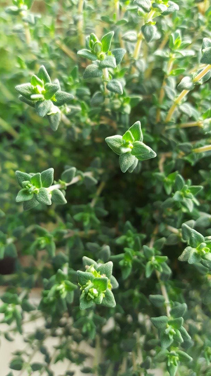 Thym de Provence — touffe tapissante à buissonnante