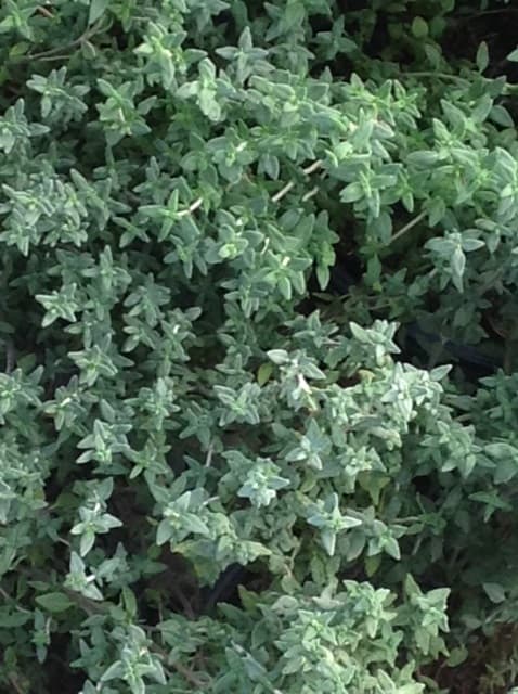 Thymus Serpyllum Rose Purple — touffe tapissante à buissonnante