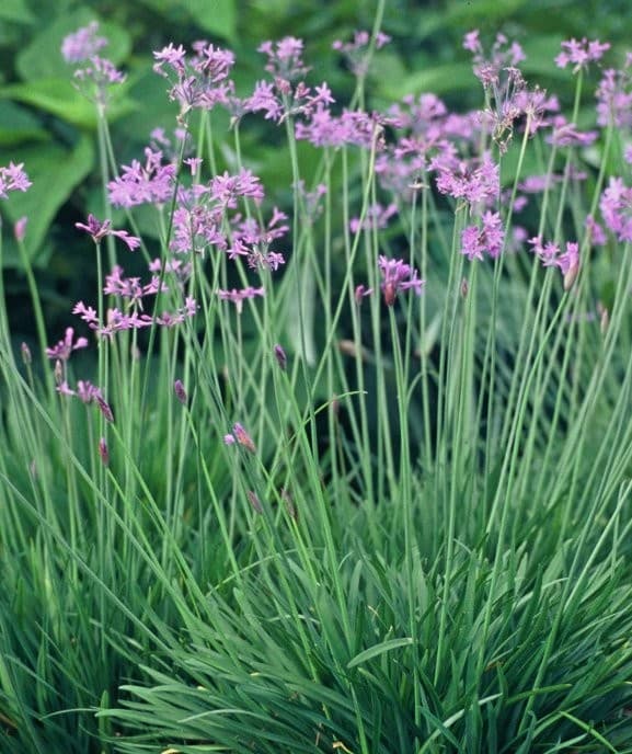 Tulbaghia vert (Tulbaghia Violacea) — touffe de feuilles fines