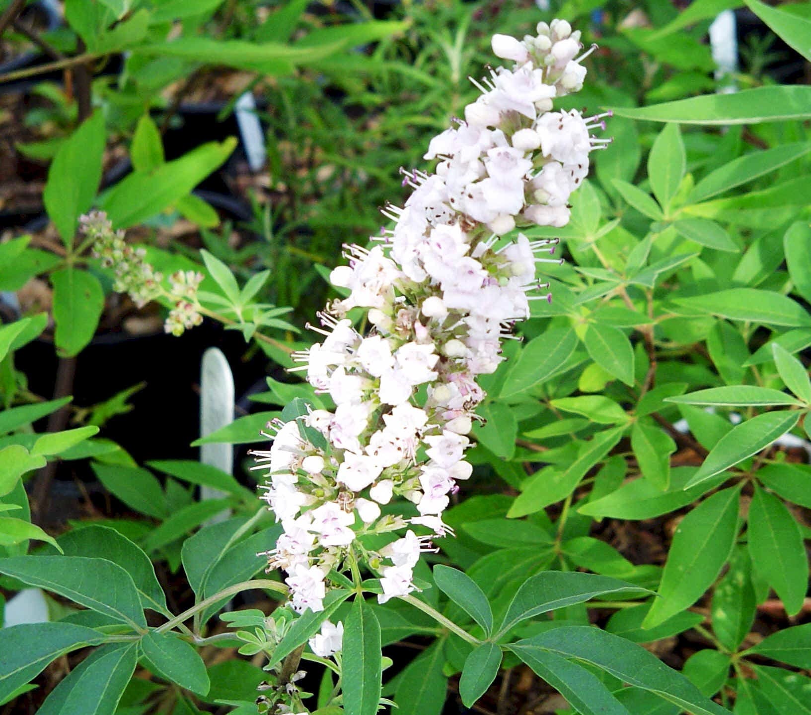 Arbre Au Poivre (Vitex Agnus Castus Alba) — port buissonnant, érigé