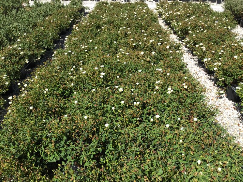 20200417125801479700