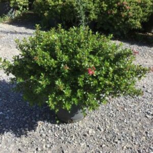 Escallonia hybride Red Dream