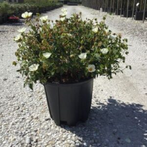 Ciste des Corbières - Cistus × corbariensis