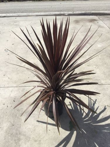 20210108165523191880