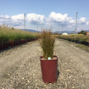 Carex testacea - Laîche orangée