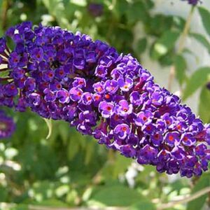 Arbre aux papillons ‘Black Knight’ - Buddleja davidii ‘Black Knight’