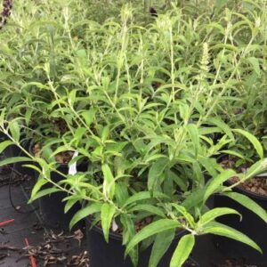 Arbre aux papillons blanc - Buddleja davidii ‘White Profusion’