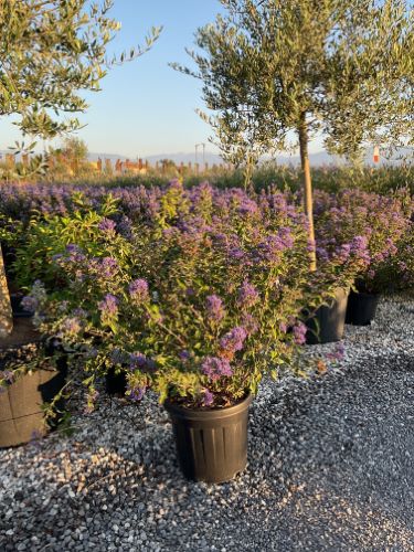 20230929205042641175