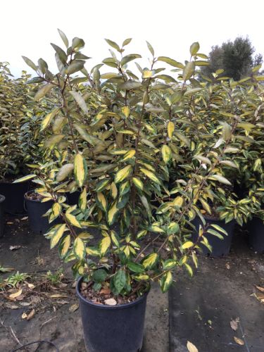 20240330105036590732