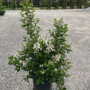 Escallonia Iveyi - Arbuste touffu