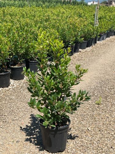 20240705085056068257