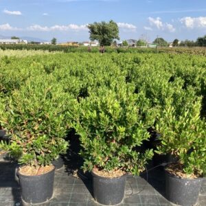 Arbousier - Arbutus unedo