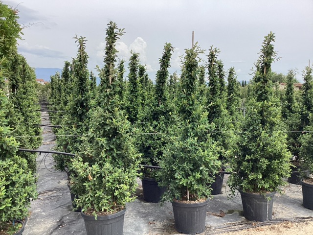 20240923205101966645