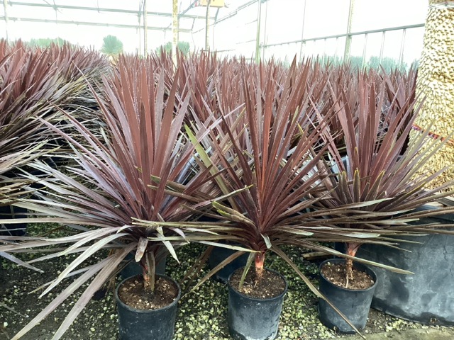 20241219105114058424