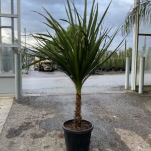 Cordyline du Sud - Cordyline australis