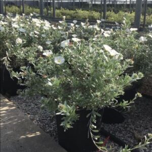 Liseron argenté - Convolvulus cneorum