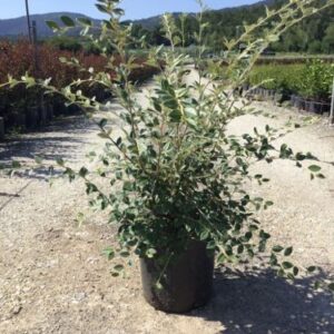 Cotonéaster de Franchet - Cotoneaster franchetii