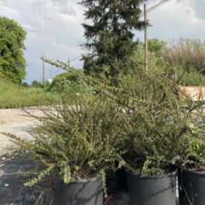 Cotonéaster rampant panaché - Cotoneaster horizontalis 'Variegatus'