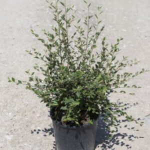 Cotonéaster laiteux - Cotoneaster lacteus