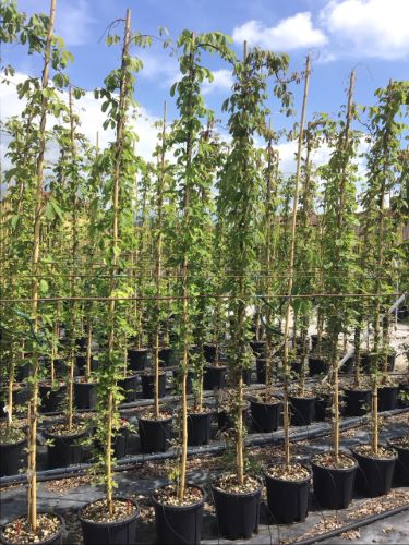 20250527165036211353