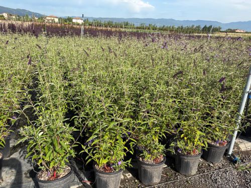 20250612105030119509