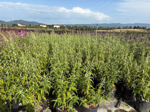 20250612105031018066