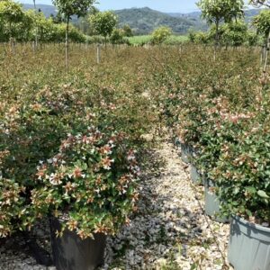 Abelia Grandiflora - Abélia à grandes fleurs