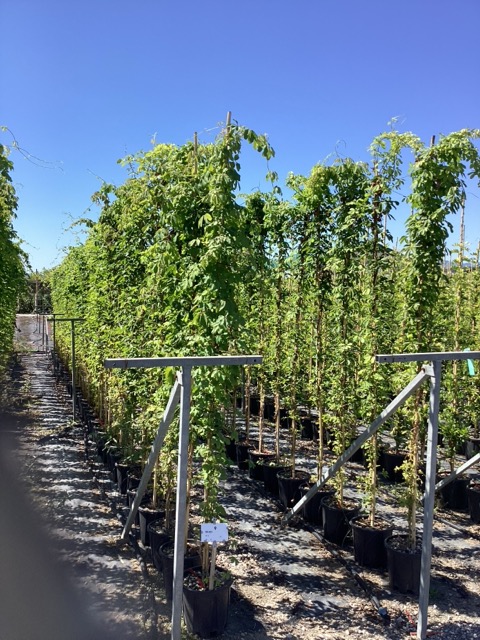 20250819110004665331