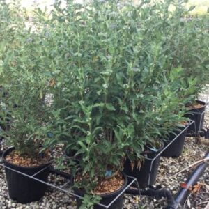 Spirée bleue - Caryopteris clandonensis 'Kew Blue'