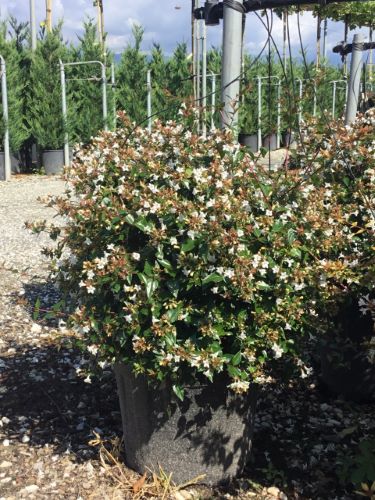 20250825165032905028