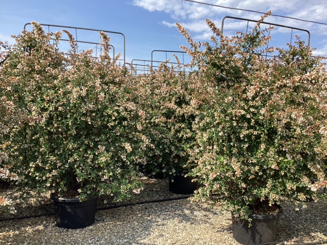 20250829210525933320