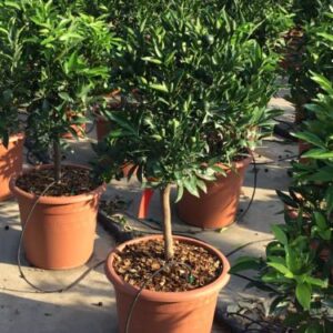 Clémentinier - Citrus reticulata