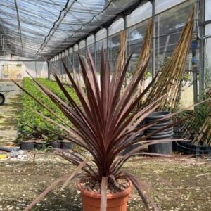 Cordyline pourpre - Cordyline australis ‘Purpurea’