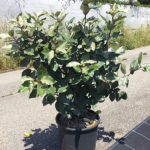 Elaeagnus ebbengei Compacta - Chalef