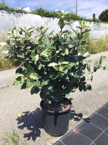 20250830110800780895