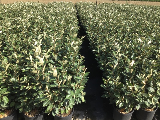 20251124165258304057