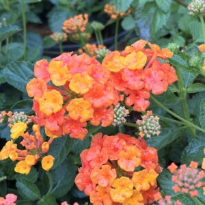 Lantana camara 'Orange Carpet' - Lantanier rampant orange
