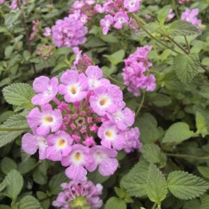 Lantana sellowiana - Lantanier rampant
