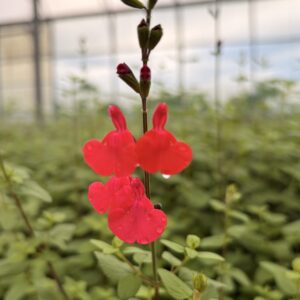 Sauge Rouge - Salvia microphylla Grahamii