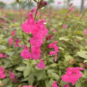 Sauge 'Trewithen' - Salvia microphylla 'Trewithen'