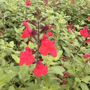 Sauge arbustive 'Maraschino' - Salvia microphylla 'Maraschino'