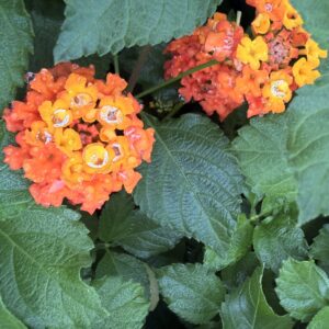 Lantana camara 'Radiation' - Lantanier 'Radiation'