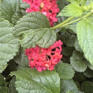 Lantana camara 'Rouge de Corse' - Lantanier 'rouge de Corse'