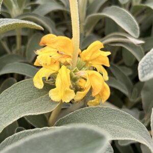 Sauge de Jérusalem - Phlomis fruticosa