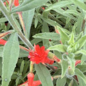 Fuchsia de Californie Dublin - Epilobium canum