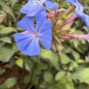 Plumbago de Willmott - Ceratostigma willmottianum